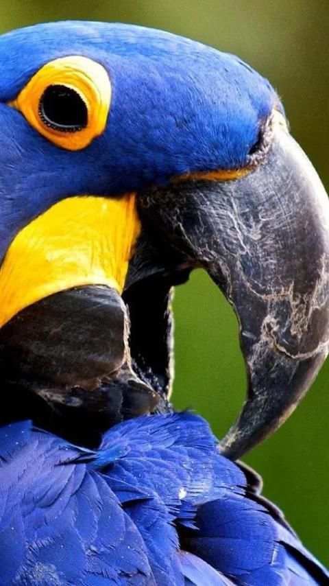 Beautiful Birds Wallpapers3 HD स्क्रीनशॉट 17