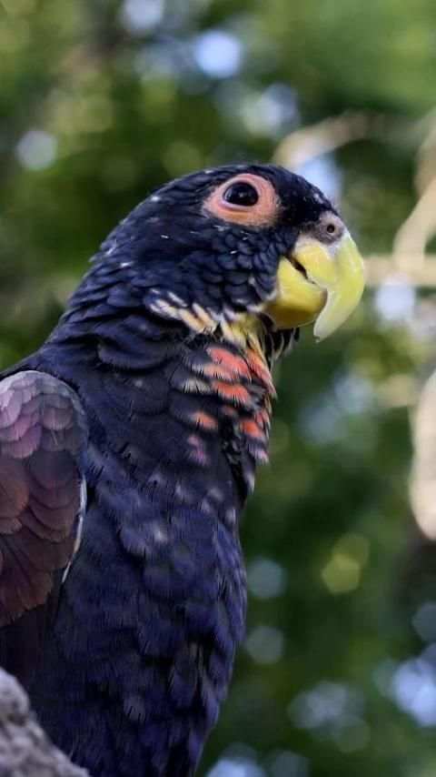 Beautiful Birds Wallpapers3 HD скриншот 14