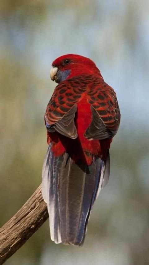 Beautiful Birds Wallpapers3 HD скриншот 6