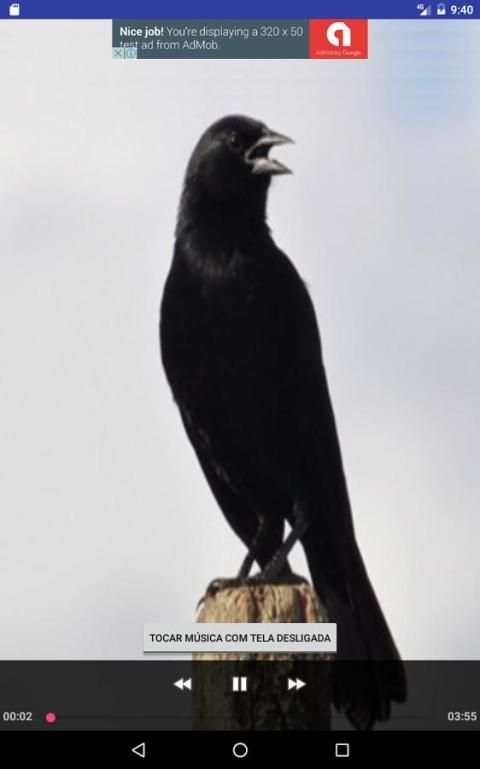 Canto Pássaro Preto (Melro) скриншот 2