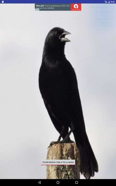 Canto Pássaro Preto (Melro) скриншот 3