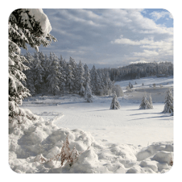 الشتاء خلفية حية أيقونة