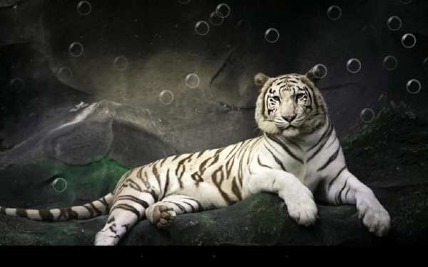 Tiger Live Wallpaper 6 تصوير الشاشة