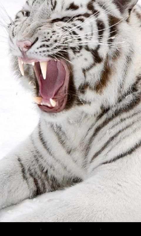 Tiger Live Wallpaper 7 تصوير الشاشة
