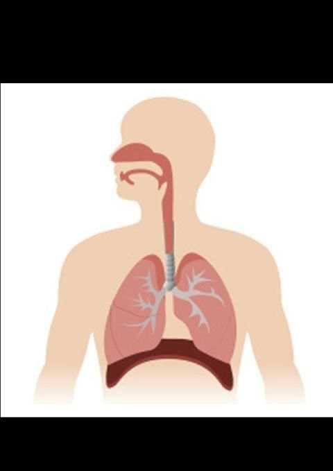 Respiratory System 4 تصوير الشاشة