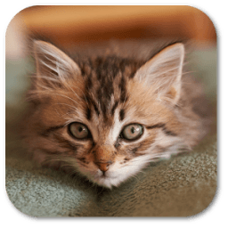 Wallpaper Meow иконка