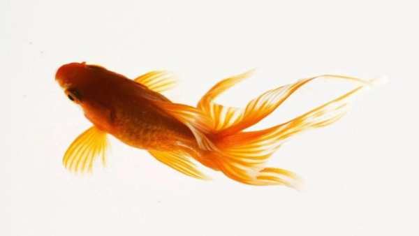 Fish HD Wallpaper स्क्रीनशॉट 7