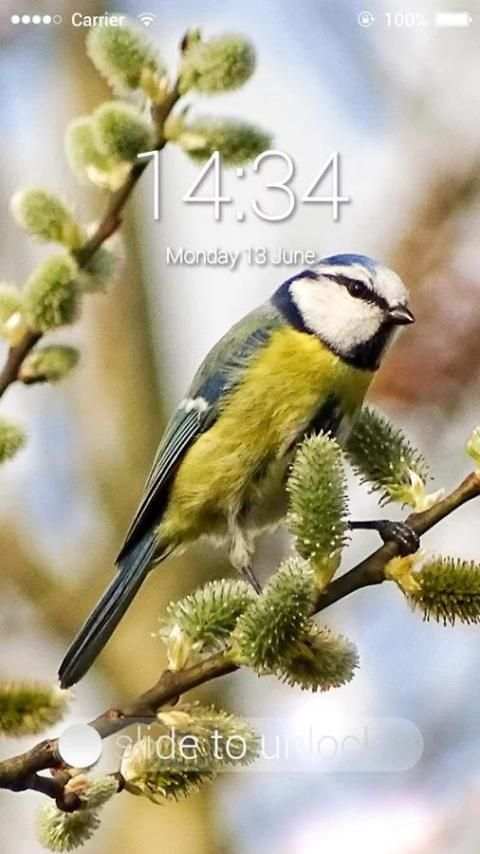 Fancy Screen Lock Bird screenshot 3