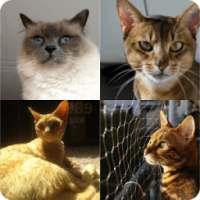 Guess Cat Breed