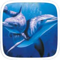 Dolphin Love Theme on 9Apps