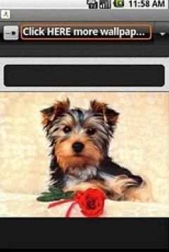 Cute Dogs Wallpapers screenshot 2
