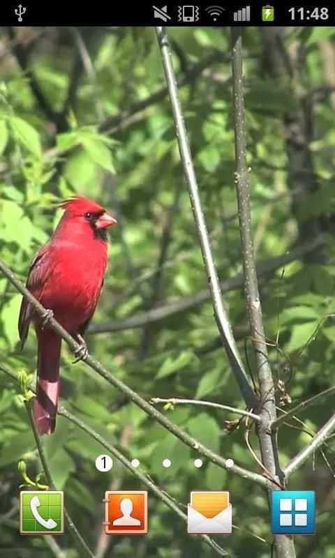 Nature Live Walpaper 41 скриншот 3