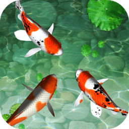 Water Koi Fish Pool LWP иконка