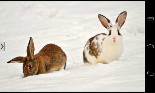 Cute Animals Wallpapers HD screenshot 3