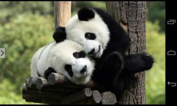Cute Animals Wallpapers HD screenshot 4
