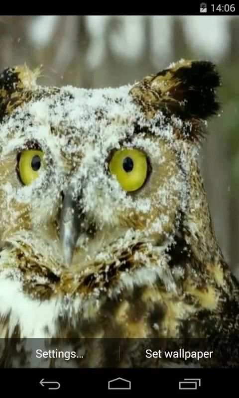 Owl Video Live Wallpaper screenshot 1