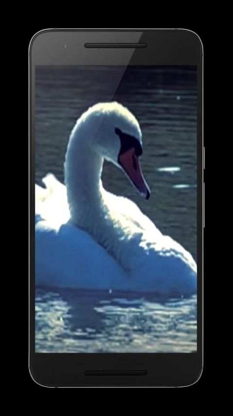 Swans Video Wallpaper screenshot 7