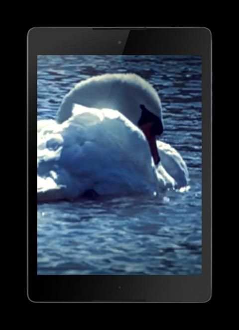 Swans Video Wallpaper screenshot 6