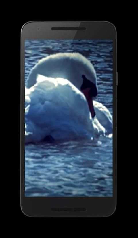Swans Video Wallpaper screenshot 8