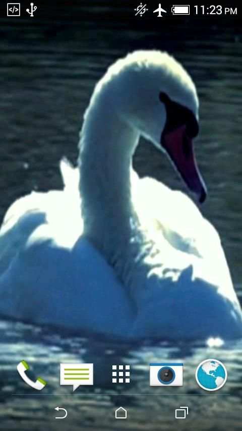 Swans Video Wallpaper screenshot 5