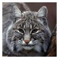 Lynxes and Bobcats - Wallpaper Collection