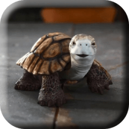Talking Turtle Live Wallpaper أيقونة