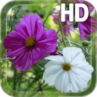 Summer Flowers Live HD