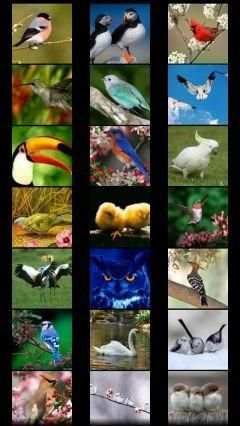 Birds Wallpapers स्क्रीनशॉट 4