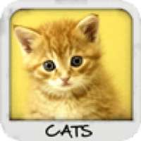 Cats Wallpapers