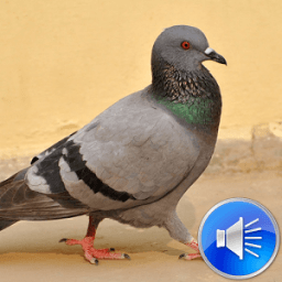 Pigeon Bird Sounds Ringtones आइकन