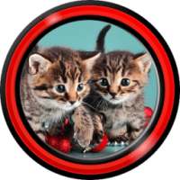 Kittens Live Wallpapers