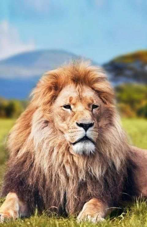 Wild Animals Wallpaper HD скриншот 4