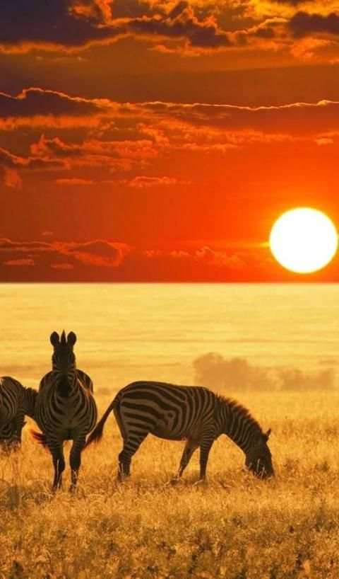 Wild Animals Wallpaper HD скриншот 1