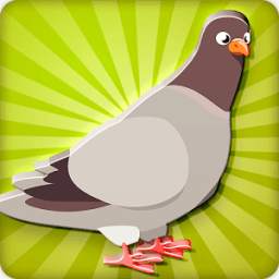 Spotted Dove Sounds 6.9
