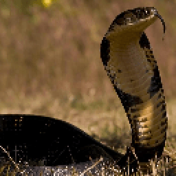 Кобра обои icon