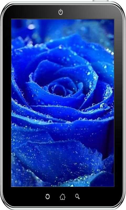 Rose Wallpaper HD 2 تصوير الشاشة