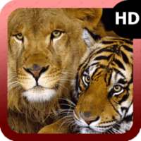 Tiger Vs Lion Wallpaper