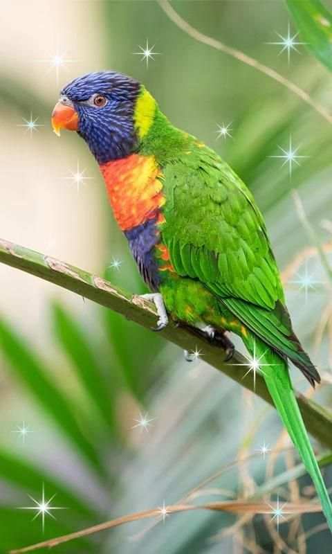 Birds Live Wallpaper screenshot 3