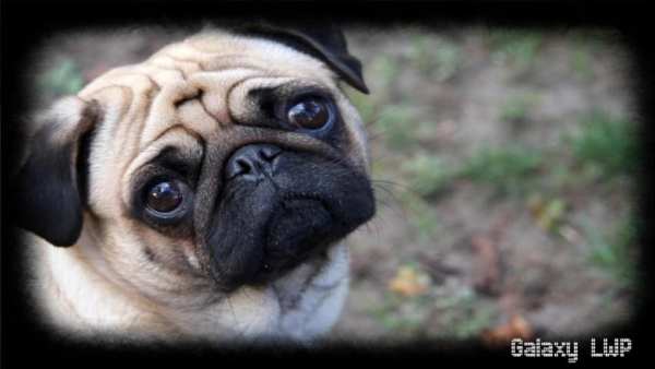 Pug Wallpaper screenshot 1