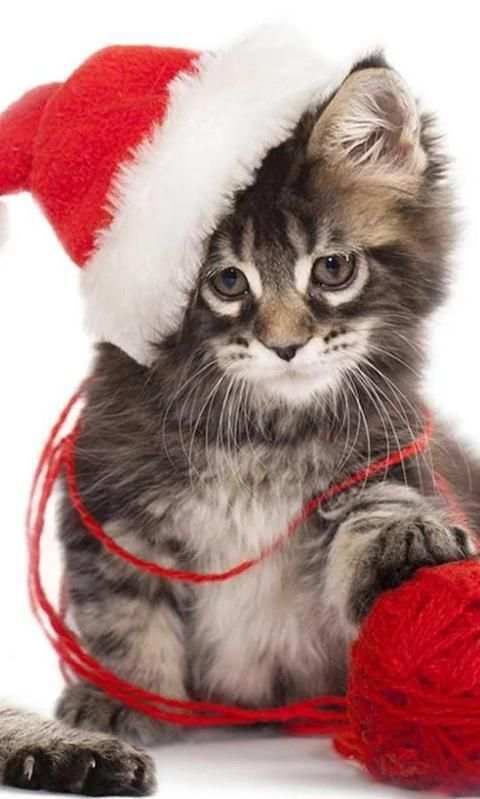 Christmas Cat live wallpaper screenshot 3