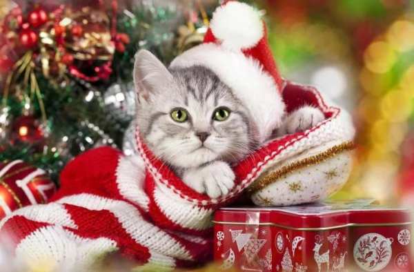 Christmas Cat live wallpaper screenshot 1