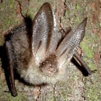 Летучие мыши обои