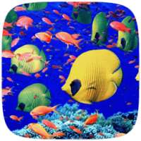 Undersea World Live wallpaper