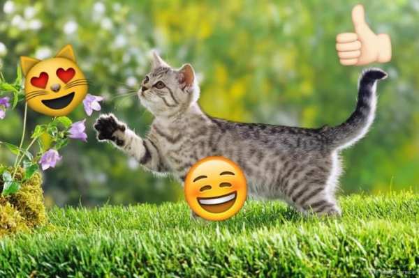 Emoji Photo Sticker Maker Pro 8 تصوير الشاشة