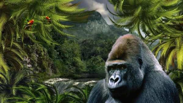 Gorilla Pack 3 Live Wallpaper скриншот 3