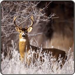 Elite Deer Sniper Hunt 3D