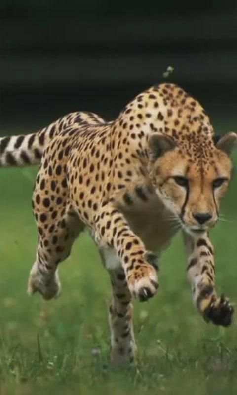 Cheetah live wallpaper screenshot 1