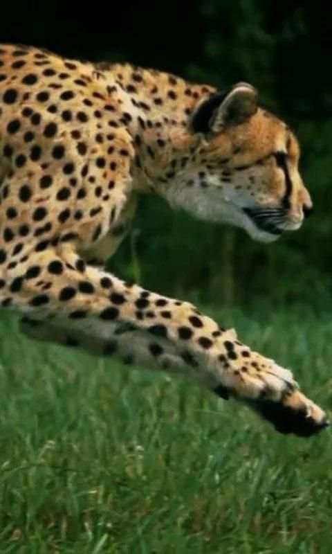 Cheetah live wallpaper screenshot 3