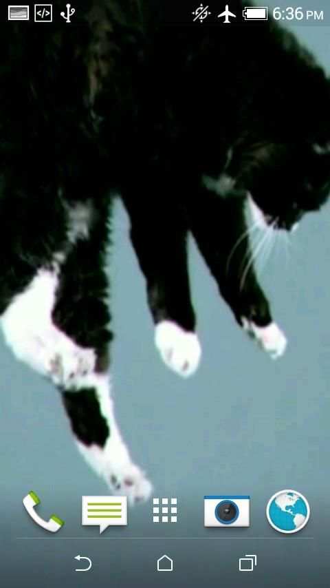 Cats Video 3D LWP screenshot 3
