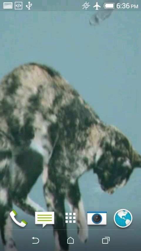 Cats Video 3D LWP screenshot 4